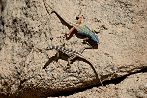 Images Dated 23rd October 2007: Male and female Augrabies flat lizard (Platysaurus broadleyi), Augrabies Falls National Park