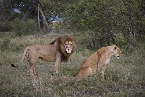 Male and female lions (Panthera leo), Masai Mara National Reserve, Kenya, East Africa, Africa