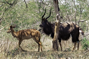 Two Animal Prints: Male and female nyala (Tragelaphus angasili)