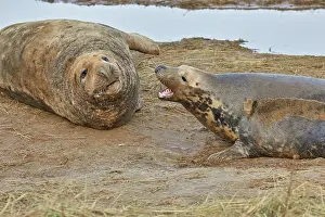 Territorial Prints: Male and female (on right) Grey Seals (Halichoerus grypus) fighting on the shore