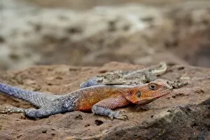 Images Dated 7th October 2007: Male and female Red-Headed Agama (Agama agama), Masai Mara National Reserve