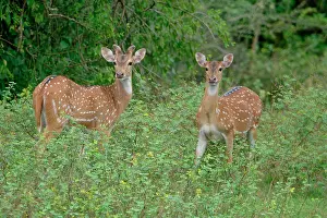Lanka Prints: Male and female Sri Lankan axis deer or Ceylon spotted deer (Axis axis ceylonensis)