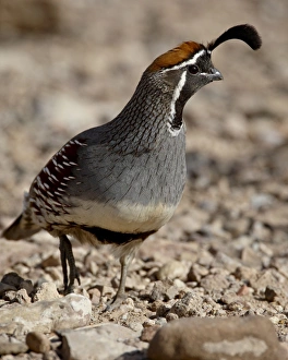 Male Gambel