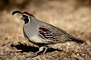 Images Dated 13th December 2008: Male Gambels Quail (Callipepla gambelii) scratching for food, Henderson Bird Viewing Preserve