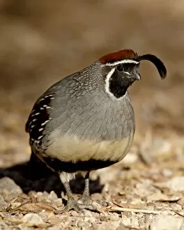 Images Dated 13th December 2008: Male Gambels Quail (Callipepla gambelii), Henderson Bird Viewing Preserve