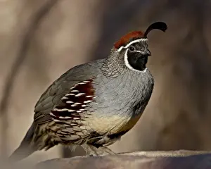 Male Gambels Quail (Callipepla gambelii) in captivity, Arizona Sonora Desert Museum