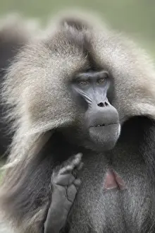 Baboon Prints: A male Gelada baboon, in the Simien Mountains National Park, Ethiopia, Africa