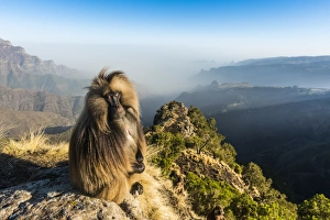 Male Gelada (Theropithecus gelada) sitting on a cliff, Simien Mountains National Park