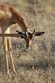 Images Dated 29th September 2007: Male gerenuk (Litocranius walleri) scratching its face, Masai Mara National Reserve