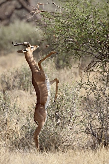 Images Dated 27th September 2007: Male gerenuk (Litocranius walleri) feeding, Samburu National Reserve, Kenya