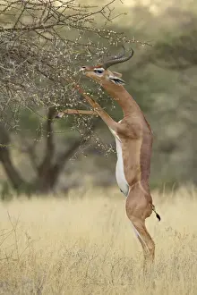 Samburu Prints: Male gerenuk (Litocranius walleri) feeding while standing on its hind legs