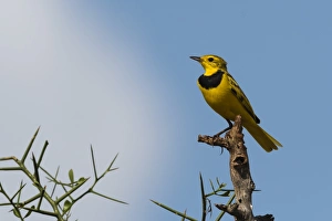 A male golden pipit (Tmetothylacus tenellus) on a branch, Tsavo, Kenya, East Africa