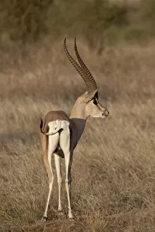 Images Dated 29th September 2007: Male Grantis gazelle (Gazella granti) eating, Samburu National Reserve