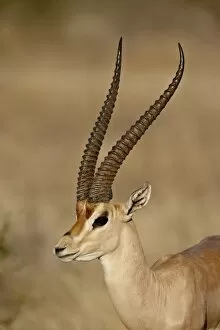 Images Dated 29th September 2007: Male Grants gazelle (Gazella granti), Samburu National Reserve, Kenya