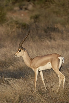 Images Dated 29th September 2007: Male Grants gazelle (Gazella granti), Samburu National Reserve, Kenya