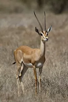 Images Dated 26th September 2007: Male Grants gazelle (Gazella granti), Samburu National Reserve, Kenya