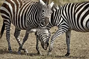 Two male Grants Zebra (Plains Zebra, Common Zebra) (Equus burchelli boehmi) fighting