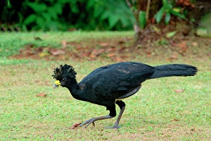 Feathered Prints: Male Great Curassow (Crax rubra) walking on grass, Costa Rica