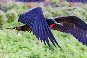Flying Bird Prints: Male Great frigatebird (Fregata minor) in breeding plumage with red gular pouch