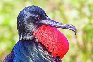 Marine Ecosystem Prints: Male Great frigatebird (Fregata minor) in breeding plumage with red gular pouch