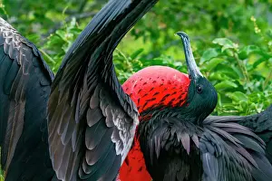 Animal Kingdom Prints: Male Great frigatebird (Fregata minor) in breeding plumage with red gular pouch