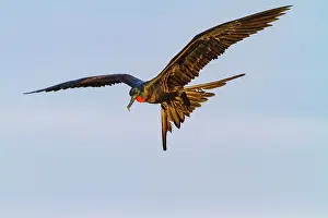 Animal Kingdom Prints: Male Great frigatebird (Fregata minor) in breeding plumage with red gular pouch