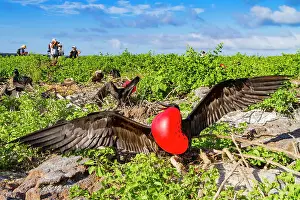 Animal Kingdom Prints: Male Great frigatebird (Fregata minor) in breeding plumage with red gular pouch