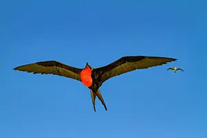 Ecological Diversity Prints: Male Great frigatebird (Fregata minor) in breeding plumage with red gular pouch