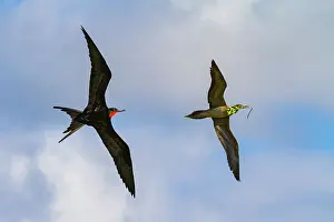 Shorebirds Prints: Male Great frigatebird (Fregata minor) trying to steal nesting material from a red-footed booby