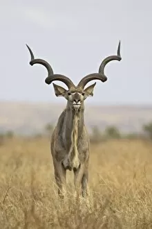 Images Dated 28th October 2006: Male greater kudu (Tragelaphus strepsiceros)