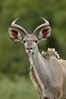 Images Dated 11th November 2007: Male Greater Kudu (Tragelaphus strepsiceros), Kruger National Park, South Africa, Africa