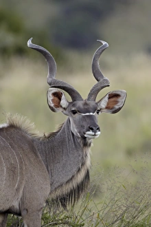 Male greater kudu (Tragelaphus strepsiceros), Mountain Zebra National Park