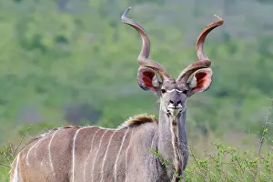 Male Greater kudu (Tragelaphus strepsiceros) in the savannah, Kwazulu Natal Province, South Africa, Africa