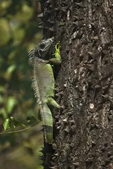 Images Dated 17th December 2009: A male green iguana on a spiny pochote tree, Nosara, Nicoya Peninsula, Guanacaste Province