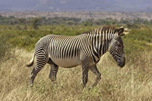 Male Grevys zebra (Equus grevyi)