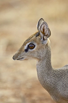 Male Gunthers dik dik (Rinchotragus guntheri)