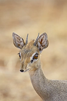 Male Gunthers dik dik (Rinchotragus guntheri)