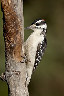 Images Dated 12th May 2009: Male hairy woodpecker (Picoides villosus), Wasilla, Alaska, United States of America