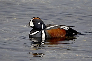 Duck Prints: Male harlequin duck (Histrionicus histrionicus), near Victoria, British Columbia