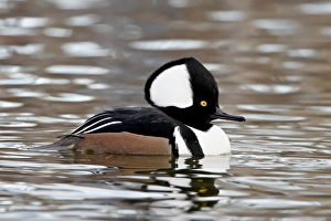 Images Dated 18th December 2009: Male Hooded Merganser (Lophodytes cucullatus) in breeding plumage, Rio Grande Zoo