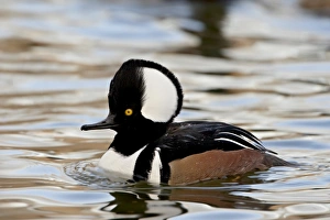 Images Dated 18th December 2009: Male hooded merganser (Lophodytes cucullatus) in breeding plumage, Rio Grande Zoo