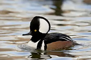 Male Animal Prints: Male hooded merganser (Lophodytes cucullatus) in breeding plumage, Rio Grande Zoo