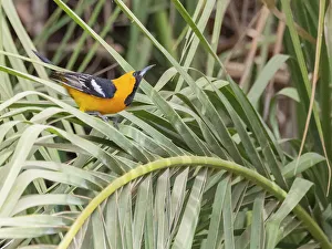 Digital Prints: A male hooded oriole (Icterus cucullatus)