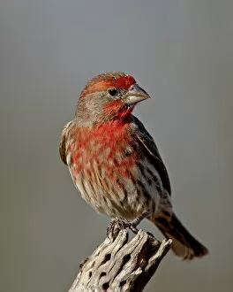 Looking Away Gallery: Male house finch (Carpodacus mexicanus), The Pond, Amado, Arizona, United States of America
