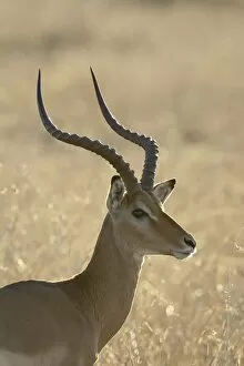 Images Dated 20th October 2006: Male impala (Aepyceros melampus)