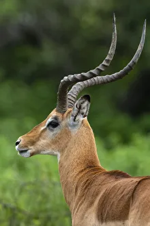 Serengeti Prints: Male impala (Aepyceros melampus), Ndutu, Ngorongoro Conservation Area, Serengeti