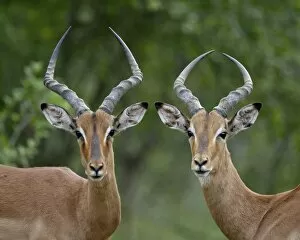 Images Dated 8th November 2007: Two male Impala (Aepyceros melampus), Imfolozi Game Reserve, South Africa, Africa
