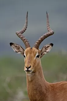 Images Dated 7th November 2007: Male Impala (Aepyceros melampus), Imfolozi Game Reserve, South Africa, Africa
