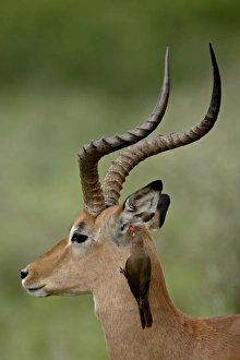 Images Dated 13th November 2007: Male Impala (Aepyceros melampus) with a Red-Billed Oxpecker (Buphagus erythrorhynchus)