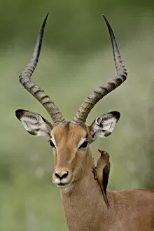 Images Dated 13th November 2007: Male Impala (Aepyceros melampus) with a Red-Billed Oxpecker (Buphagus erythrorhynchus)
